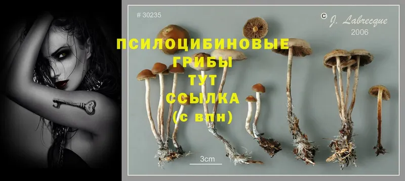 Псилоцибиновые грибы Magic Shrooms  купить наркотик  Кудымкар 