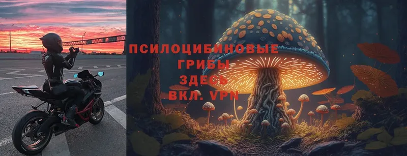 Галлюциногенные грибы Cubensis Кудымкар